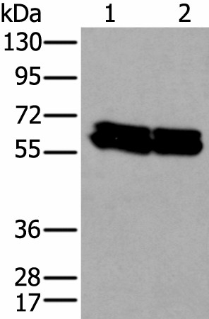 Western blot analysis of HEPG2 and Hela cell lysates  using ZNF207 Polyclonal Antibody at dilution of 1:300