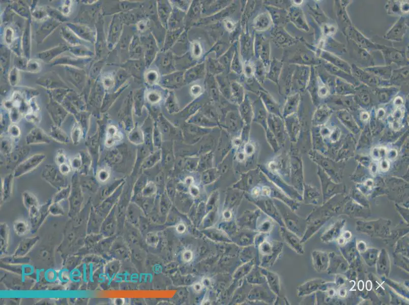 NCI-H1703 Cell Complete Medium - small - 5