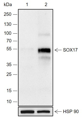 Recombinant SOX17 Monoclonal Antibody-searchlist-1
