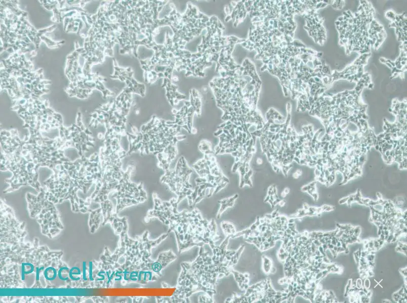 SW620 (DMEM) Cell Complete Medium - 1