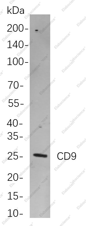 Recombinant CD9 Monoclonal Antibody - 1