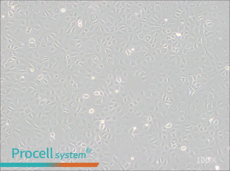 WB-F344 Cell Complete MediumWB-F344 Cell Complete Medium - 2