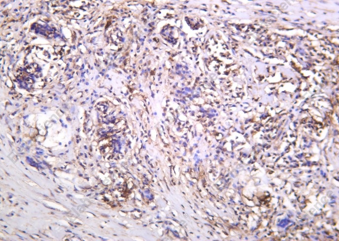 Recombinant Thioredoxin Monoclonal Antibody - 1