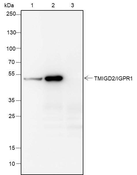 Recombinant TMIGD2/IGPR1 Monoclonal Antibody - 2