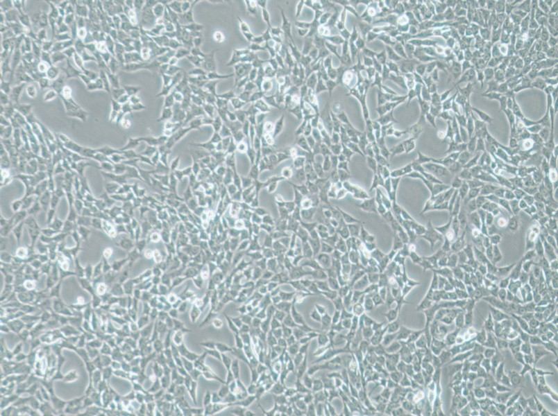 ATDC-5 Cell Complete Medium-searchlist-1