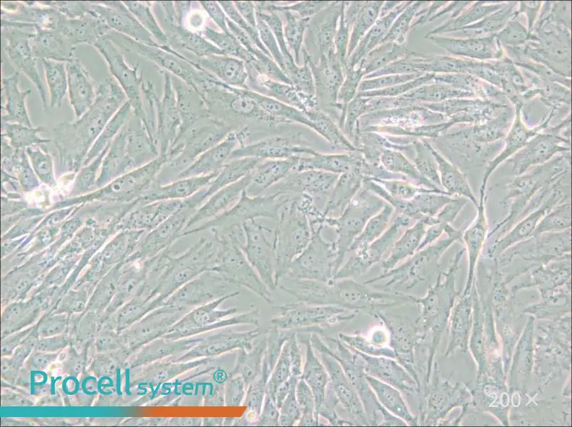 HS 683 Cell Complete Medium - small - 5