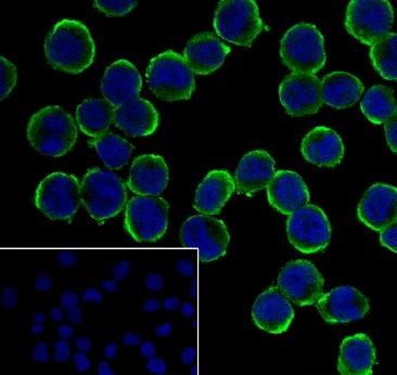 Recombinant OLR1/LOX1 Monoclonal Antibody-searchlist-2