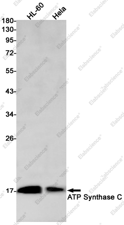 Recombinant ATP synthase C Monoclonal Antibody - 1