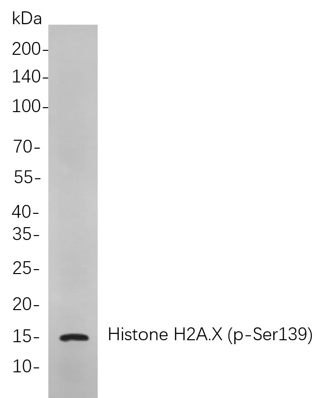 Recombinant Phospho-Histone H2A.X (Ser139) Monoclonal Antibody-searchlist-1