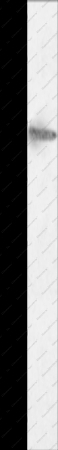 HCN1 Polyclonal Antibody - 1