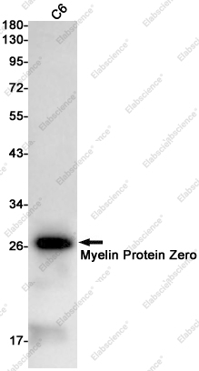 Recombinant Myelin Protein Zero Monoclonal Antibody - 1