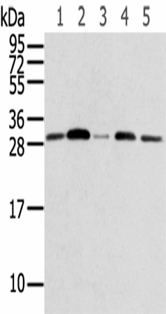 Western Blot analysis of 231, Jurkat, A549, huvec and Hela cells using RPA2 Polyclonal Antibody at dilution of 1/600