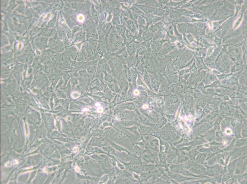 MET-5A Cell Complete Medium - small - 6