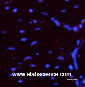 Immunofluorescence analysis of Mouse heart tissue using Luciferase Monoclonal Antibody at dilution of 1:200.