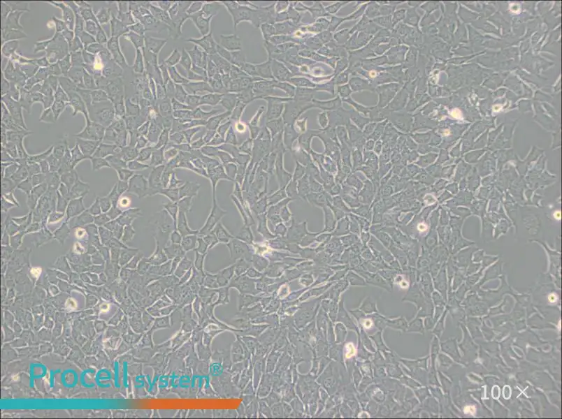 C127 [C-127] Cell Complete Medium - 1