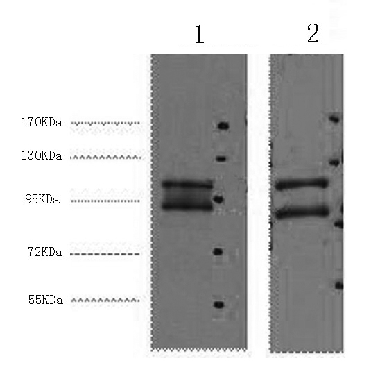 Western Blot analysis of 1) Hela, 2) HepG2 cells using IDE Monoclonal Antibody at dilution of 1:2000.