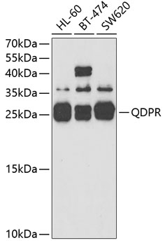 Western blot analysis of extracts of various cell lines using QDPR Polyclonal Antibody at 1:3000 dilution.