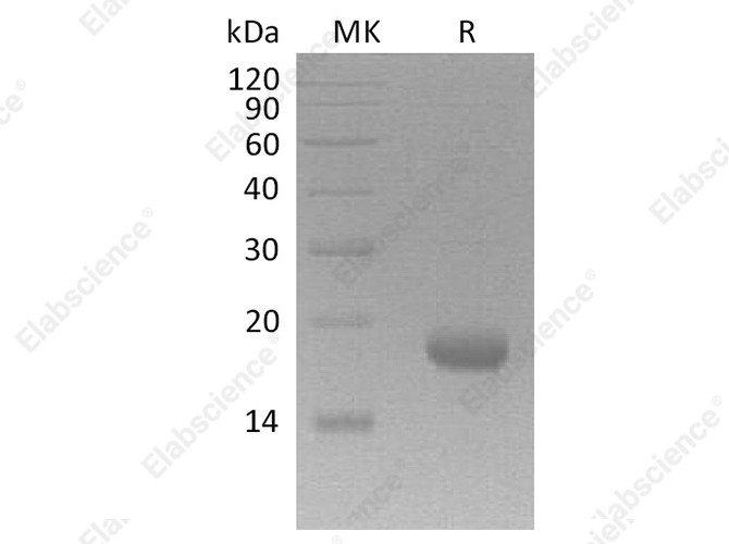 Recombinant Human Interleukin-17F/IL-17F Protein - 1