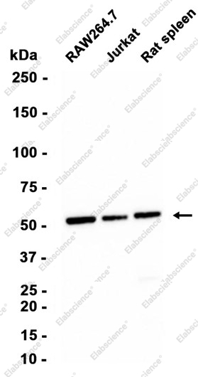 Recombinant NMT55/p54nrb Monoclonal Antibody - 1
