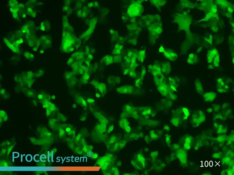 HeP G2-LUC-EGFP Cell Complete MediumHeP G2-LUC-EGFP Cell Complete Medium - 2