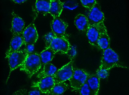 Recombinant 4-1BBL/CD137L/TNFSF9 Monoclonal Antibody-searchlist-1