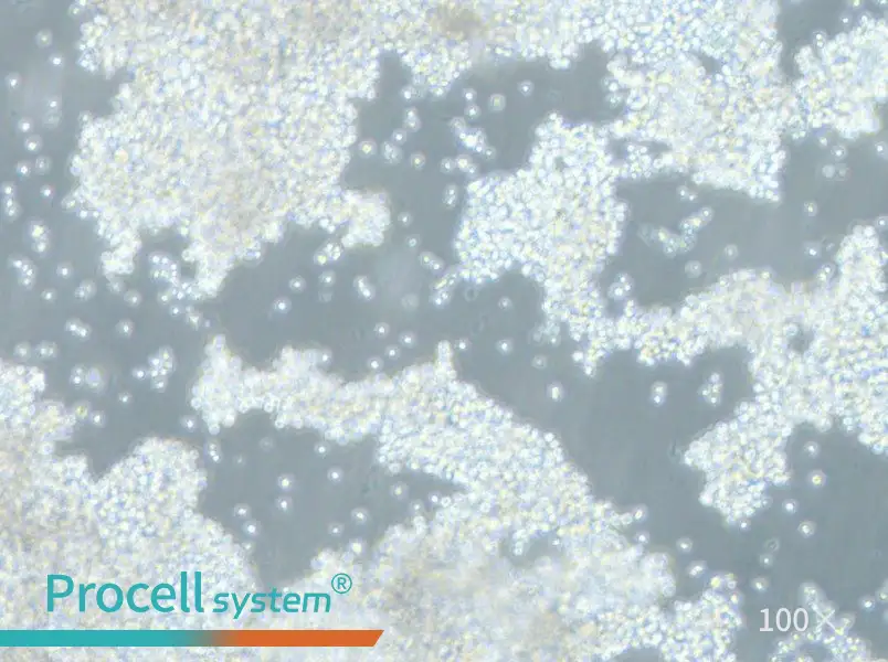 NCI-H2171 Cell Complete MediumNCI-H2171 Cell Complete Medium - 2