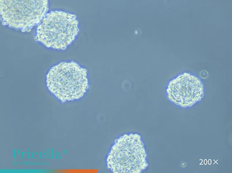 Mouse Neural Stem Cells Isolation and Culture Kit - small - 5