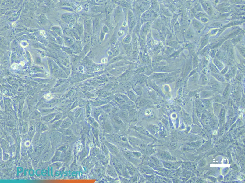 Rabbit Urethral Epithelial Cell Complete MediumRabbit Urethral Epithelial Cell Complete Medium - 5