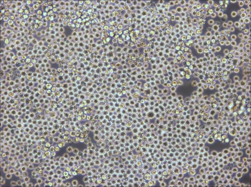 PK136 Cell Complete Medium - 3