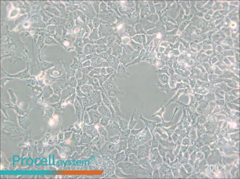 HCC827 Cell Complete Medium - small - 4