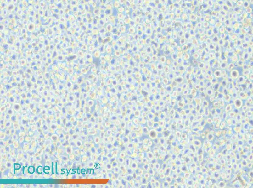 AMO1 Cell Complete Medium - 6