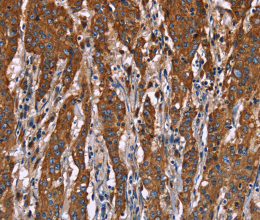 CD107b Polyclonal Antibody - 2