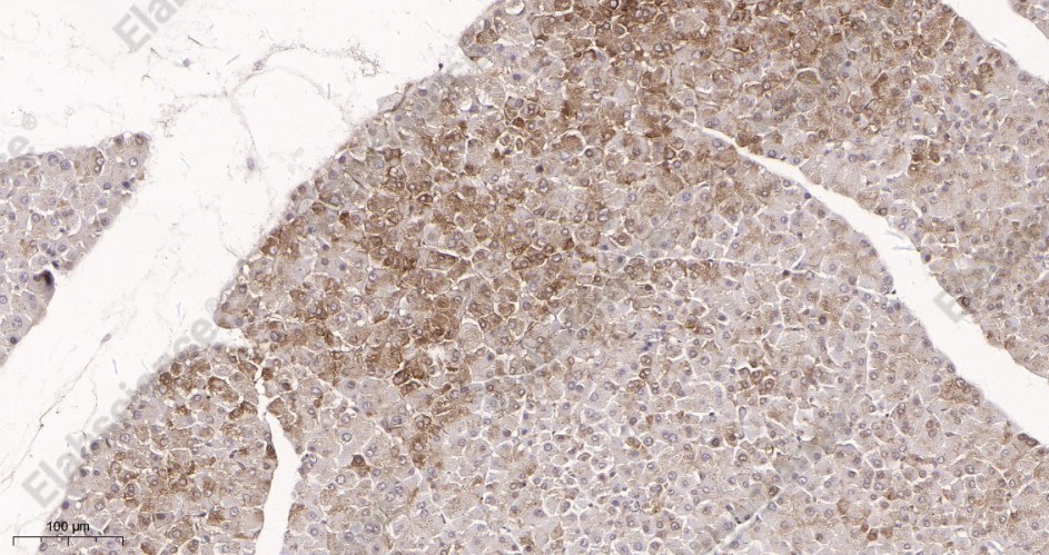 Recombinant Phospho-FOXO3A (Ser253) Monoclonal Antibody - 3