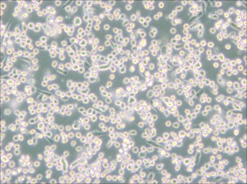 M-07e Cell Complete Medium - small - 4