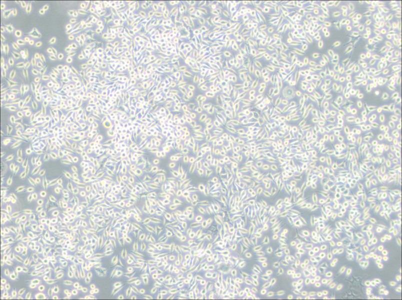 A9 Cell Complete MediumA9 Cell Complete Medium - 2