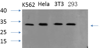 Western Blot analysis of various cells using PYCARD Polyclonal Antibody at dilution of 1:1000.