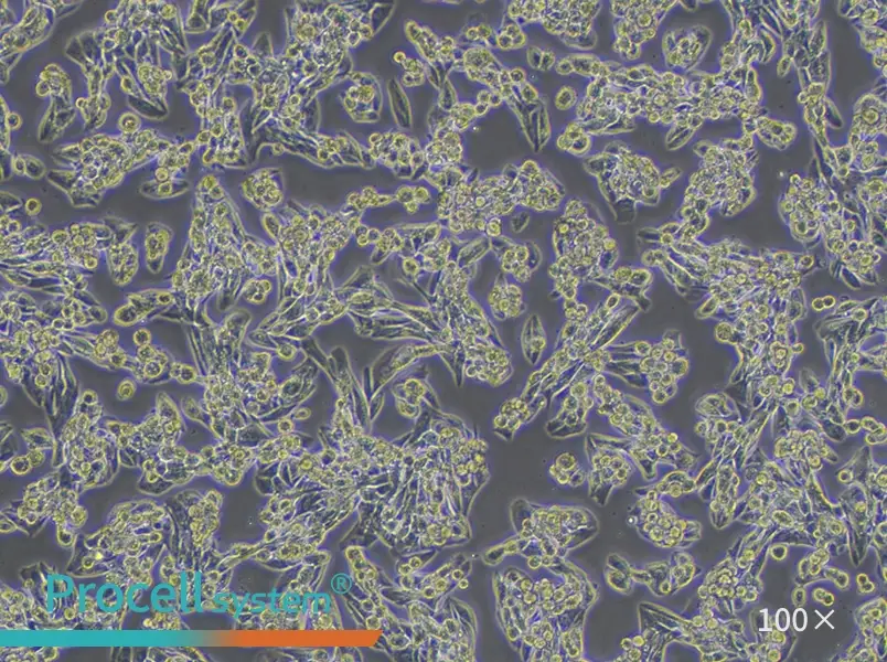 MLTC-1 Cell Complete Medium - 2