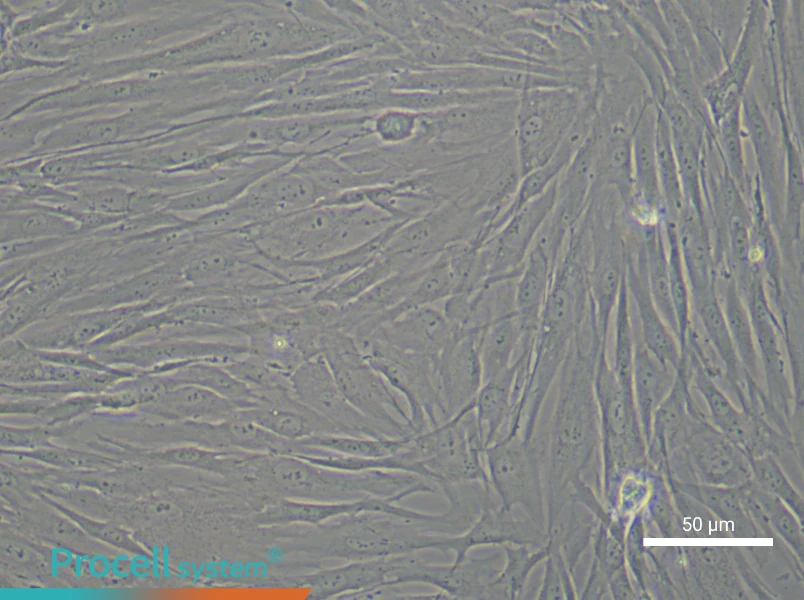 Human Chondrocyte Complete Medium - 6