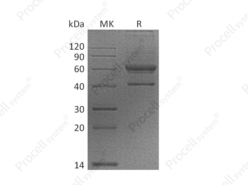 VEGFB (N-Fc), Human, Recombinant
