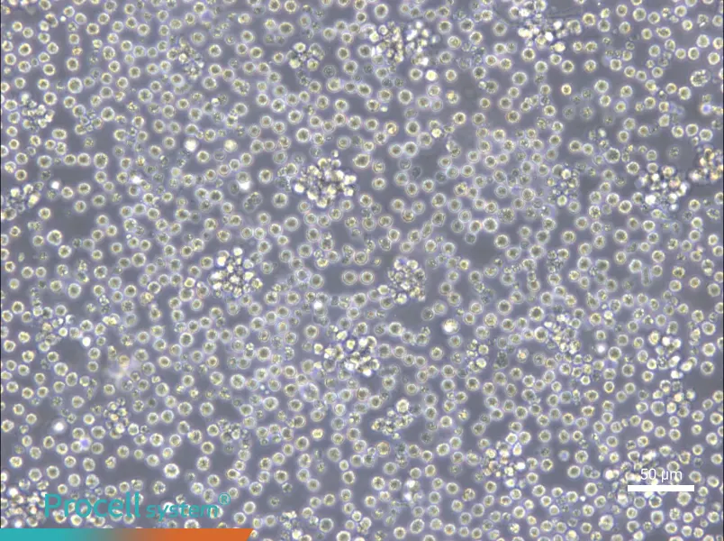 Ba/F3 Cell Complete Medium - 4
