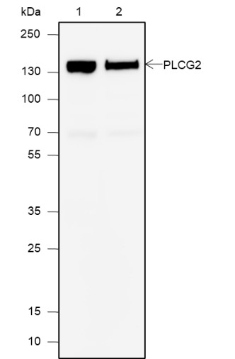 Recombinant PLCG2 Monoclonal Antibody-searchlist-1