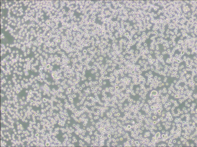 DB Cell Complete MediumDB Cell Complete Medium - 2