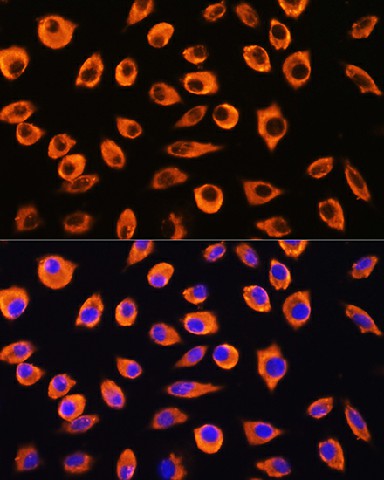 Immunofluorescence analysis of L929 cells using PCDHB4 Polyclonal Antibody at dilution of 1:100. Blue: DAPI for nuclear staining.