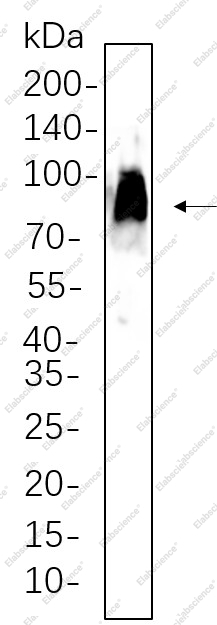 Recombinant CD86 Monoclonal Antibody - 1