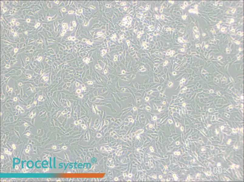 NCI-H157 Cell Complete MediumNCI-H157 Cell Complete Medium - 2