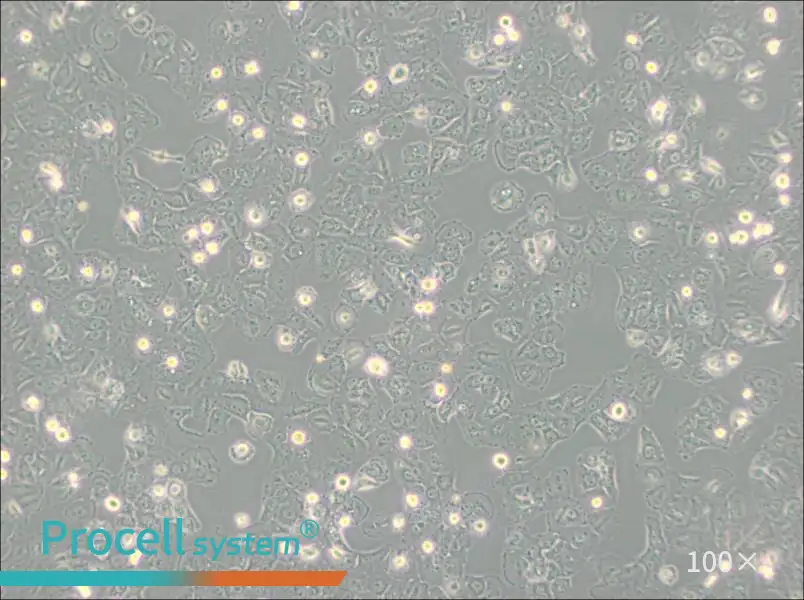 Caov-3 Cell Complete MediumCaov-3 Cell Complete Medium - 2