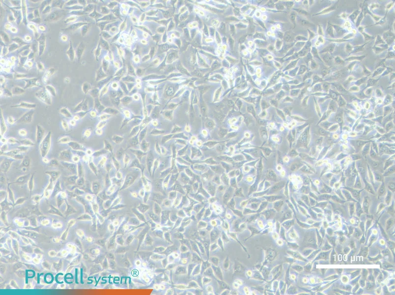 NCI-H1373 Cell Complete MediumNCI-H1373 Cell Complete Medium - 3