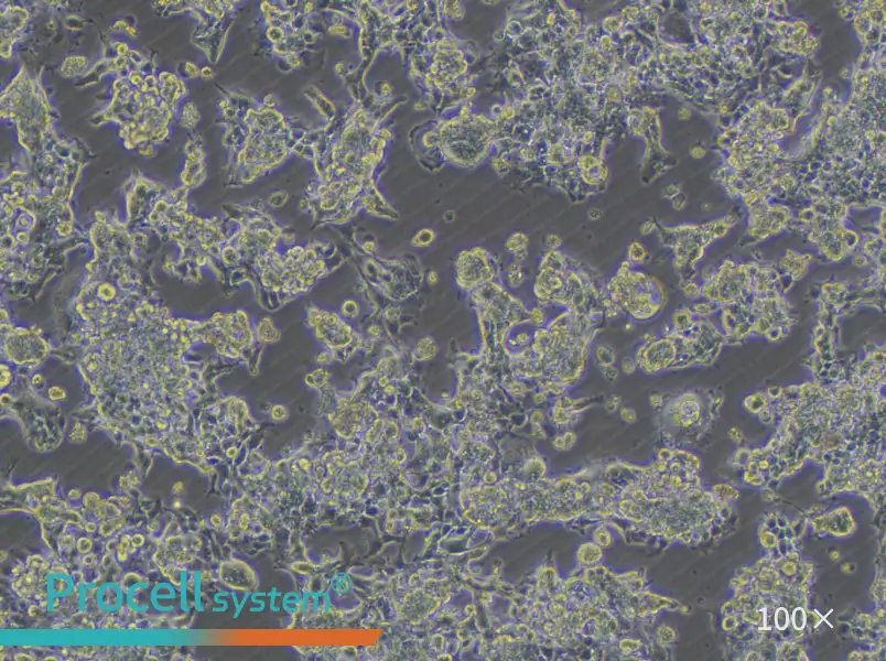 KM12 Cell Complete MediumKM12 Cell Complete Medium - 3