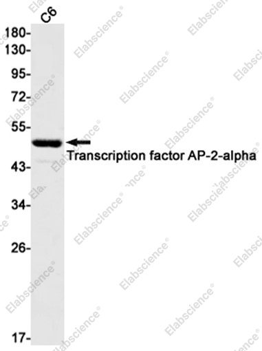 Recombinant AP2 alpha Monoclonal Antibody - 2