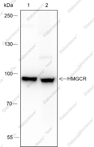 Recombinant HMGCR Monoclonal Antibody - 1